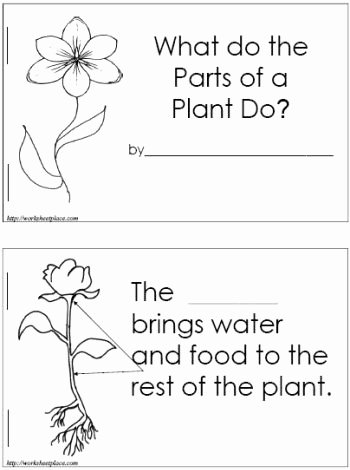 Plant Parts and Functions Worksheet Beautiful Plants Parts Of A Plant and Science Books On Pinterest