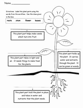 Plant Parts and Functions Worksheet Best Of Plant Parts Differentiated Instruction Tiered