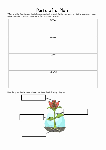 Plant Parts and Functions Worksheet Elegant Parts Of A Plant by Marcocalleja Teaching Resources Tes
