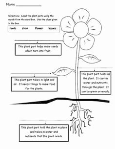 Plant Parts and Functions Worksheet Fresh Plant Parts Differentiated Instruction Tiered