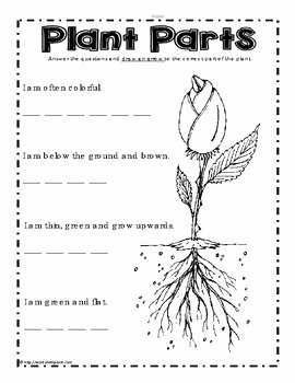 Plant Parts and Functions Worksheet Inspirational Parts Of A Plant Worksheets by Worksheet Place