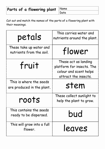 Plant Parts and Functions Worksheet Inspirational Parts Of Flowering Plant by Dinx67 Teaching Resources Tes