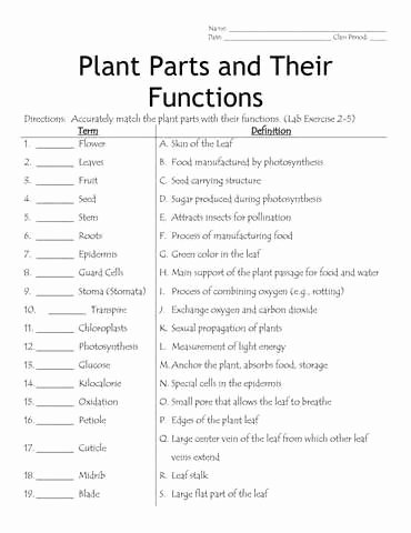 Plant Parts and Functions Worksheet Inspirational Plant Parts and their Functions Spring