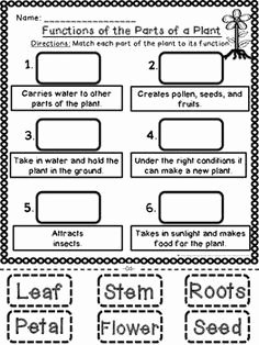 Plant Parts and Functions Worksheet Lovely 17 Best Ideas About Plant Parts On Pinterest