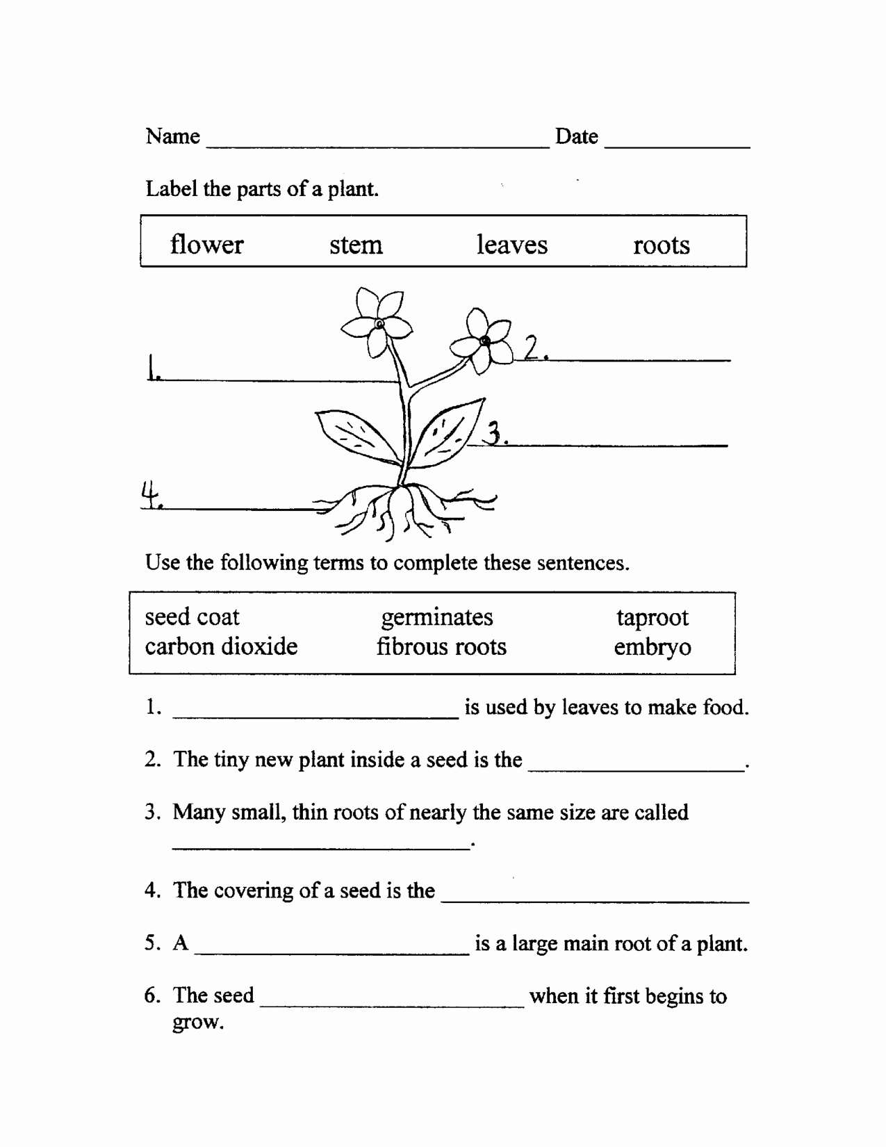 Plant Parts and Functions Worksheet Lovely Other Worksheet Category Page 511 Worksheeto