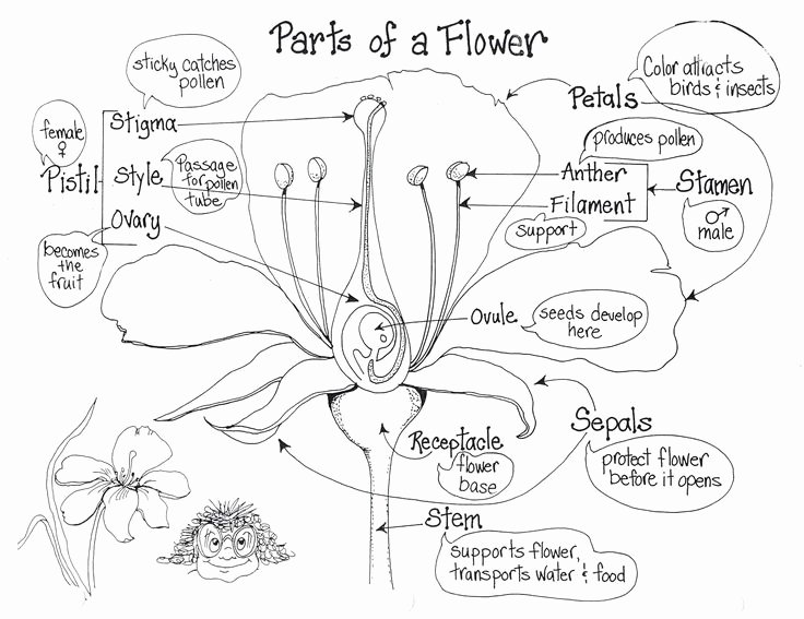 Plant Parts and Functions Worksheet Lovely Parts Of A Flower 2 077×1 602 Pixels