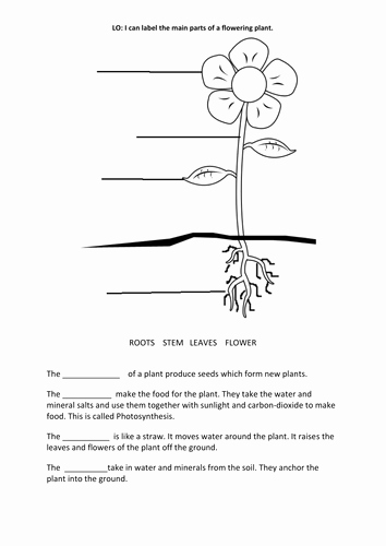 Plant Parts and Functions Worksheet Lovely Parts Of A Plant by Chocolatebuttongirl Teaching