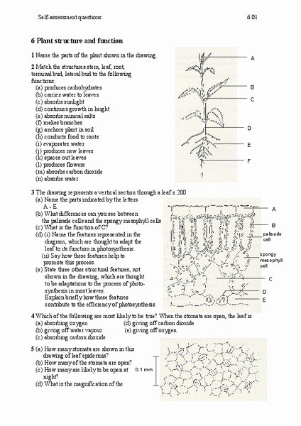 Plant Parts and Functions Worksheet Luxury Plant Structure and Function Worksheet for 6th 12th