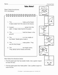 Plant Parts and Functions Worksheet New Results for Plant Parts