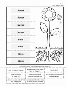 Plant Parts and Functions Worksheet Unique Plant Parts Differentiated Instruction Tiered