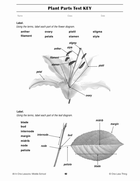 Plant Reproduction Worksheet Answers Awesome 8 08 Plant Parts and Functions Lesson Plan Download E