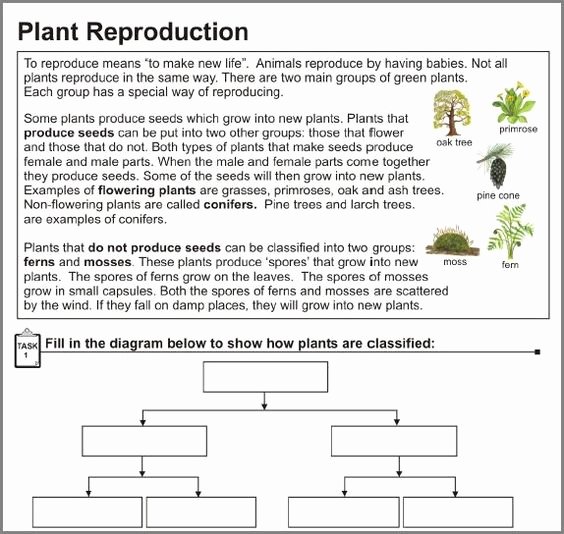 Plant Reproduction Worksheet Answers Awesome Plant Reproduction Worksheet Answer Key the Best