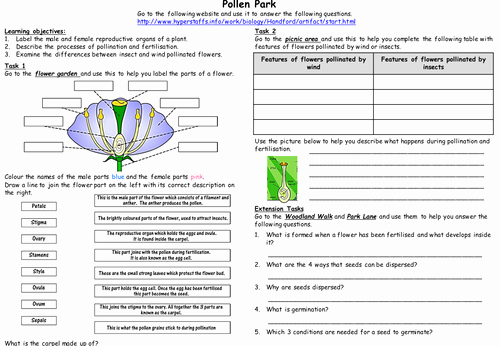 Plant Reproduction Worksheet Answers Awesome Web Activity Reproduction In Flowering Plants by