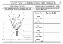 Plant Reproduction Worksheet Answers Beautiful Year 3 Science Plants topic Worksheets by Beckystoke