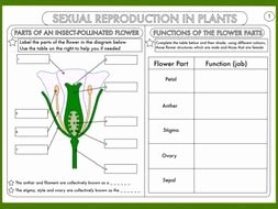 Plant Reproduction Worksheet Answers Inspirational Gcse Biology Worksheet Bundle Animal and Plant