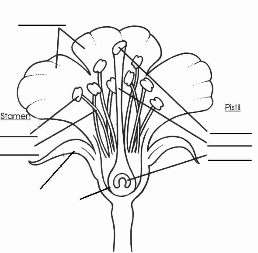 Plant Reproduction Worksheet Answers Luxury Biology Practical 3