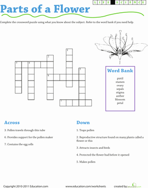Plant Reproduction Worksheet Answers New Life Science Crossword Parts Of A Flower
