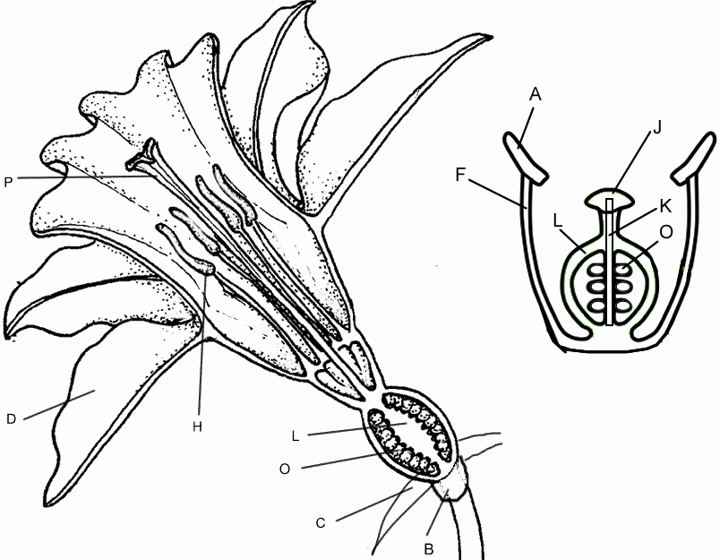 Plant Reproduction Worksheet Answers Unique Flower Structure and Reproduction