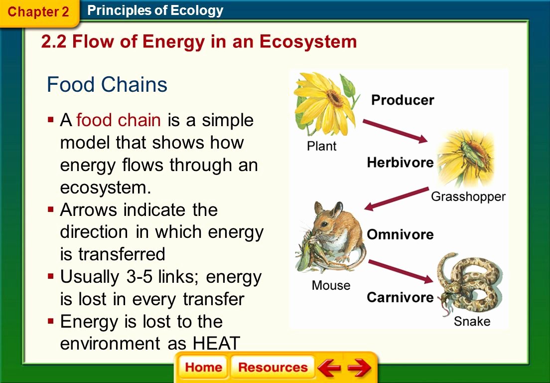 Principles Of Ecology Worksheet Answers New Energy Flow In An Ecosystem Worksheet Answers Biozone