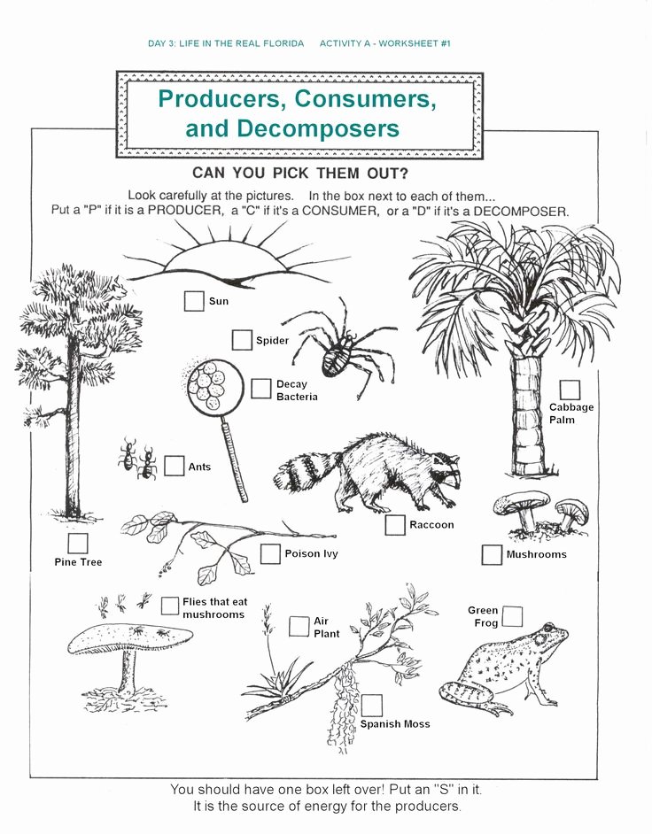 Producer Consumer Decomposer Worksheet Lovely De Posers Producers Consumers Food Chains Worksheets