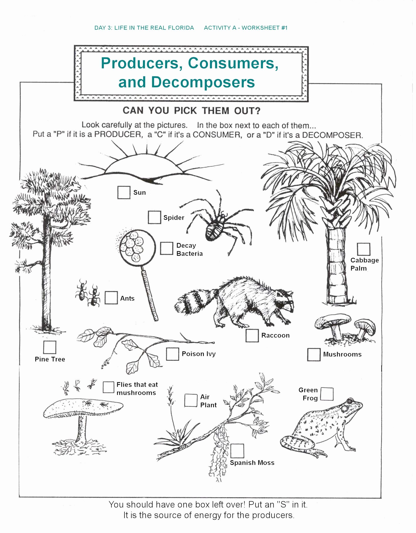 50 Producers And Consumers Worksheet