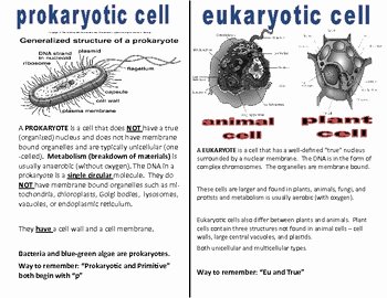 Prokaryote Vs Eukaryote Worksheet Awesome Difference Between Prokaryotic and Eukaryotic Cell Pdf