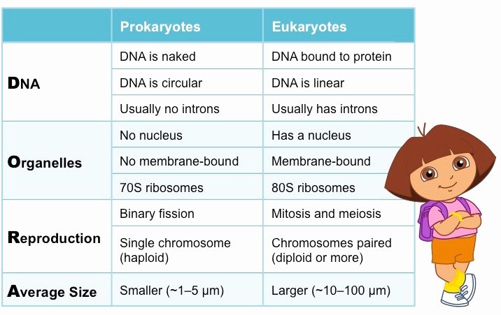 Prokaryote Vs Eukaryote Worksheet Awesome Prokaryotic Vs Eukaryotic Cells