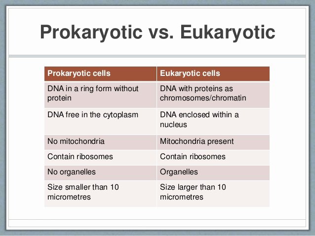Prokaryote Vs Eukaryote Worksheet Best Of Eukaryotic Vs Prokaryotic Cells