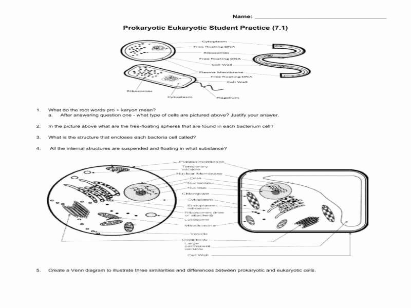 prokaryotic and eukaryotic cells worksheet