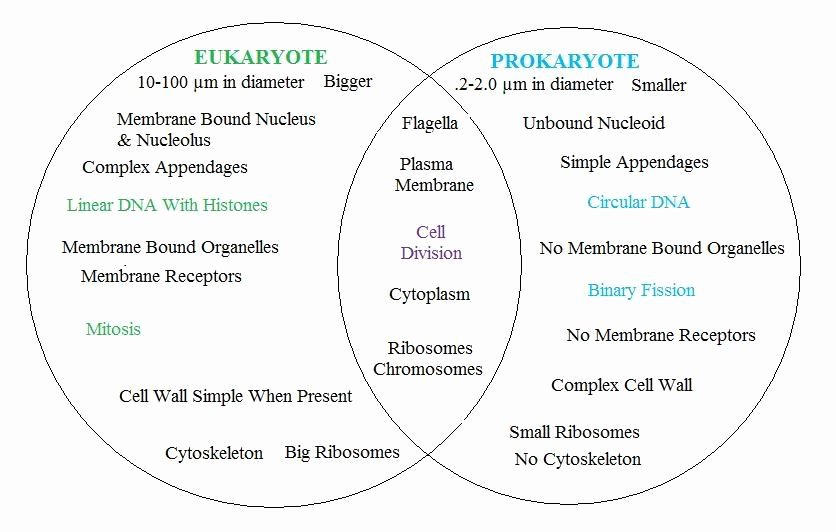 Prokaryote Vs Eukaryote Worksheet Best Of Prokaryotic Vs Eukaryotic Cells the Cell