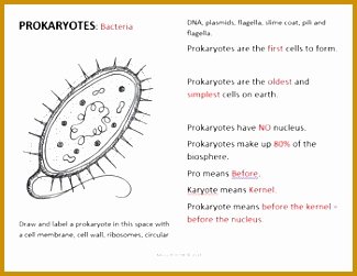 Prokaryote Vs Eukaryote Worksheet Elegant 3 Prokaryote Vs Eukaryote Worksheet