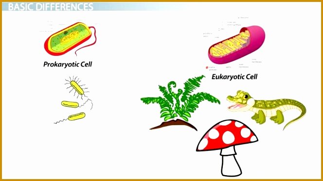 Prokaryote Vs Eukaryote Worksheet Fresh 3 Prokaryote Vs Eukaryote Worksheet