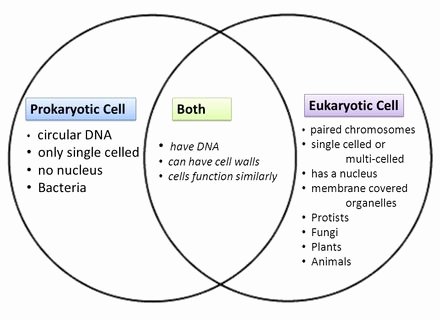 Prokaryote Vs Eukaryote Worksheet Inspirational Eukaryotes and Prokaryotes Worksheet Wwwimgkid