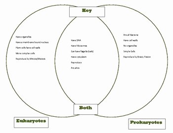 Prokaryote Vs Eukaryote Worksheet Inspirational Prokaryote Vs Eukaryote Worksheet Answer Key Breadandhearth