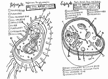 Prokaryote Vs Eukaryote Worksheet Luxury Eukaryote Versus Prokaryote Coloring Sheet