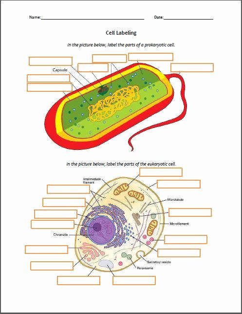 Prokaryote Vs Eukaryote Worksheet Luxury Prokaryotic and Eukaryotic Cells Worksheet