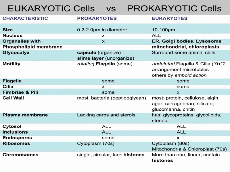 Prokaryote Vs Eukaryote Worksheet Unique Prokaryote Vs Eukaryote Worksheet Free Printable Worksheets