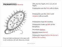 Prokaryotes and Eukaryotes Worksheet Awesome Bacteria Prokaryote Cell Coloring Cells