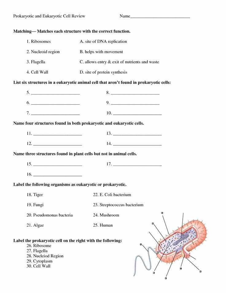 Prokaryotes and Eukaryotes Worksheet Beautiful Student Worksheet for Prokaryotic Animal and Plant Cells
