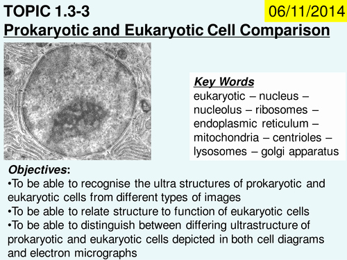 Prokaryotes and Eukaryotes Worksheet Best Of Prokaryotic and Eukaryotic Cell Parison by Biologypsych