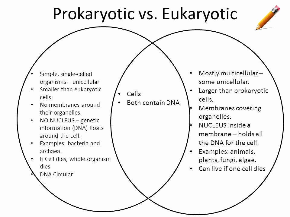 Prokaryotes and Eukaryotes Worksheet Best Of Prokaryotic and Eukaryotic Cells Worksheet
