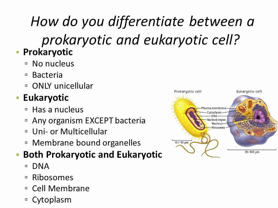 Prokaryotes and Eukaryotes Worksheet Best Of Prokaryotic and Eukaryotic Cells Worksheet