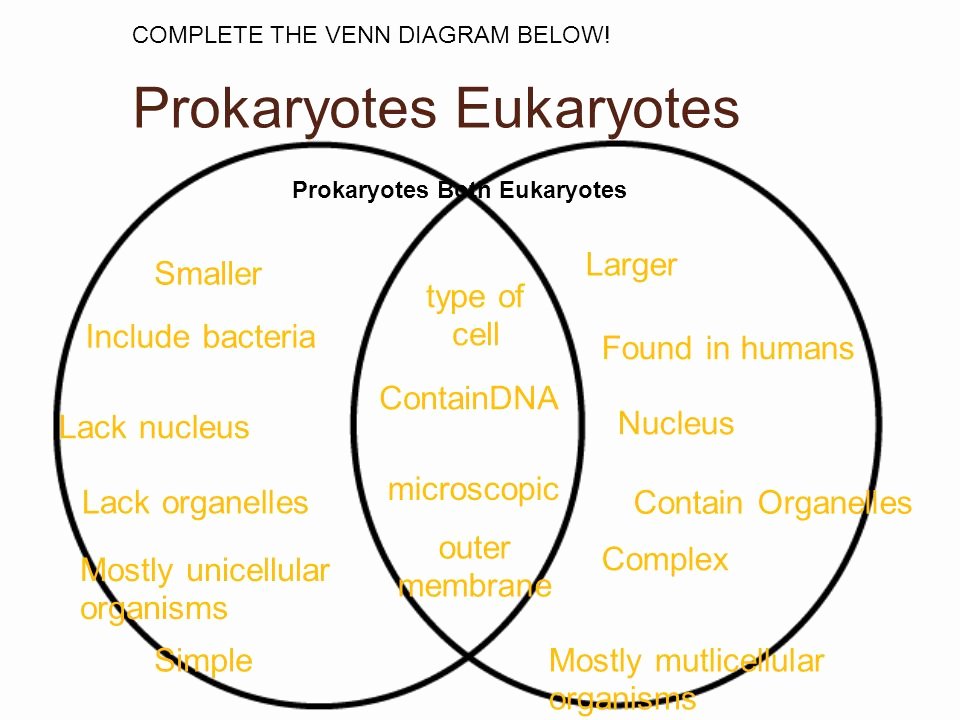 Prokaryotes and Eukaryotes Worksheet Elegant Prokaryotic and Eukaryotic Cells Worksheet the Best