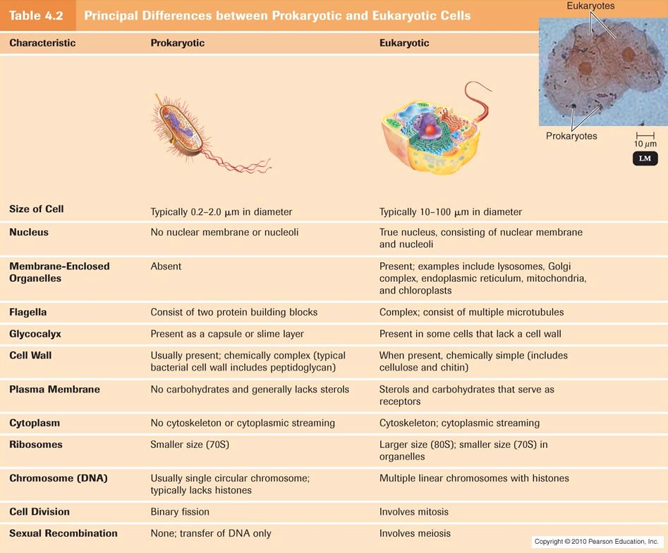 Prokaryotes and Eukaryotes Worksheet Fresh I Find Biochemistry Class On the topic Of Cells to Be