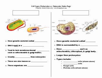 Prokaryotes and Eukaryotes Worksheet Lovely Cell Types Prokaryote Vs Eukaryote Notes Page by Pop