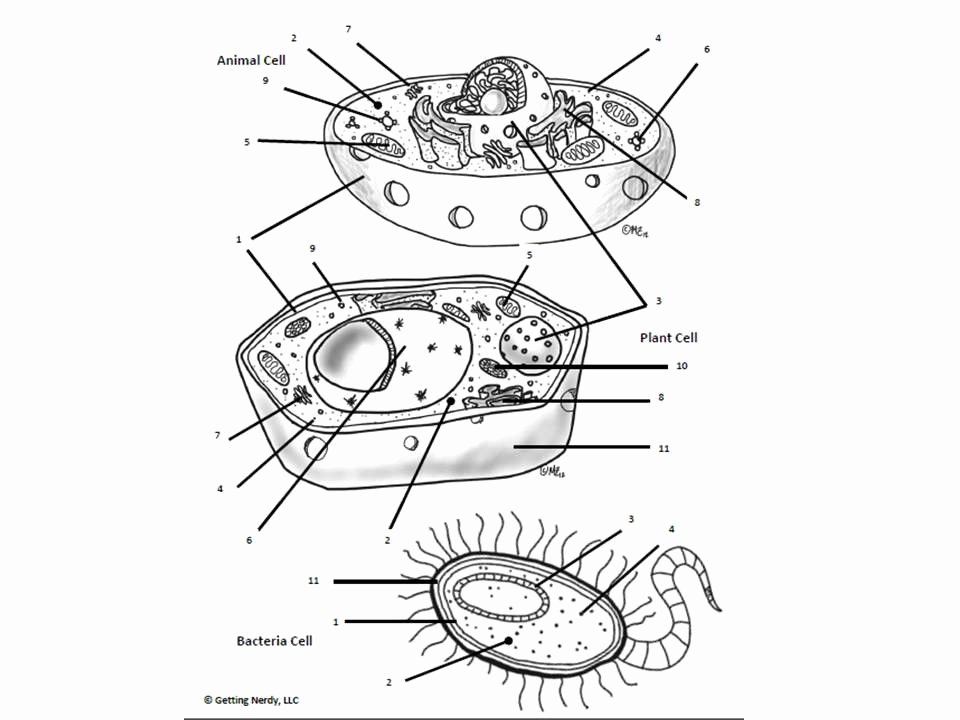 Prokaryotes and Eukaryotes Worksheet Luxury Prokaryotic and Eukaryotic Cells Worksheet Cell organelle