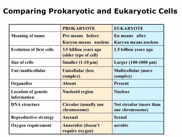 Prokaryotes and Eukaryotes Worksheet Luxury Prokaryotic and Eukaryotic Cells Worksheet