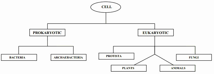 Prokaryotes and Eukaryotes Worksheet Unique Prokaryotic and Eukaryotic Cells Worksheet