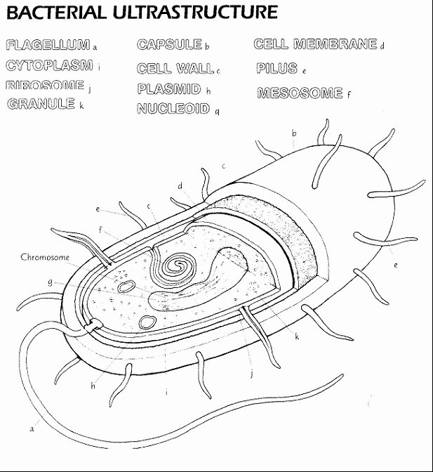 Prokaryotes Bacteria Worksheet Answers Awesome 17 Best Images About Max Homeschool On Pinterest