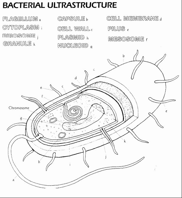 50 Prokaryotes Bacteria Worksheet Answers | Chessmuseum Template Library